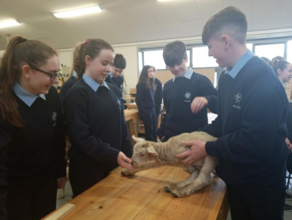 Sheepish Visitors for Positive Well-being Week!!